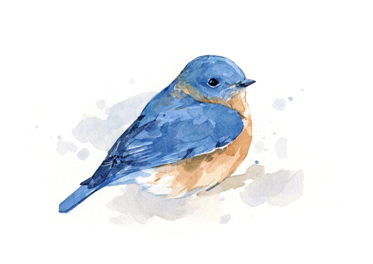 750x532 Bluebird Watercolor Print - Blue Bird Painting