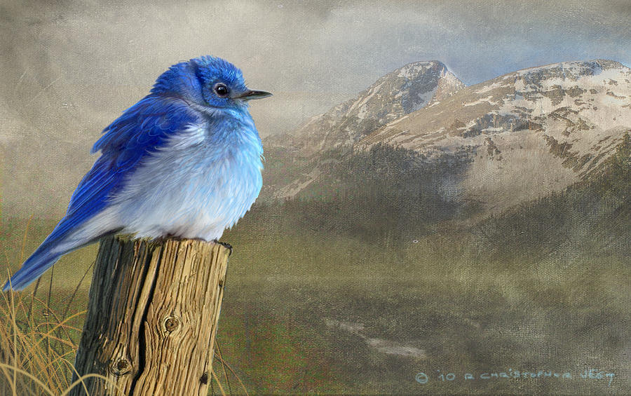 900x565 Return To The High Country Mountain Bluebird Painting By R - Blue Bird Painting