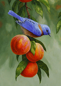 214x300 Bluebird Paintings Fine Art America - Blue Bird Painting