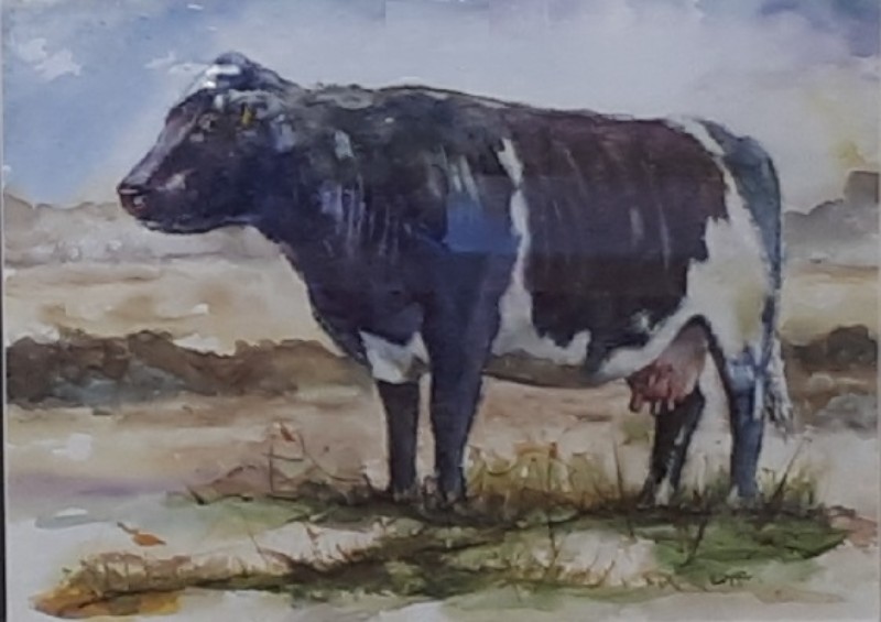 800x565 Burren Blue Cow - Blue Cow Painting