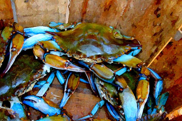 640x427 Charleston Blue Crabs - Blue Crab Painting