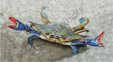 432x236 Blue Crab - Blue Crab Painting
