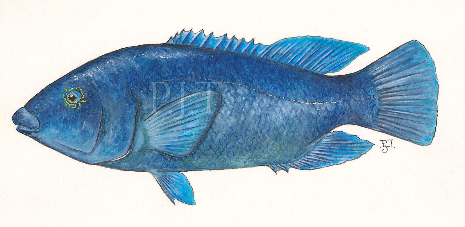 1600x781 Bluespace Fish Painting - Blue Fish Painting