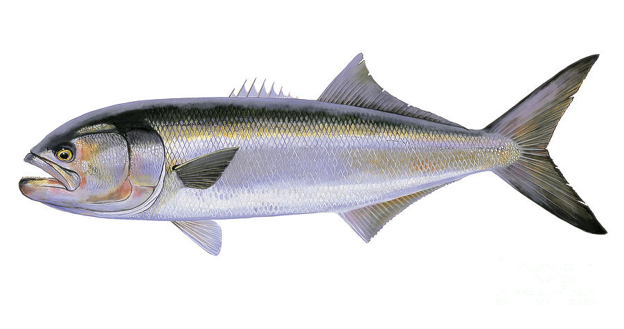 900x475 Bluefish Painting By Carey Chen - Blue Fish Painting