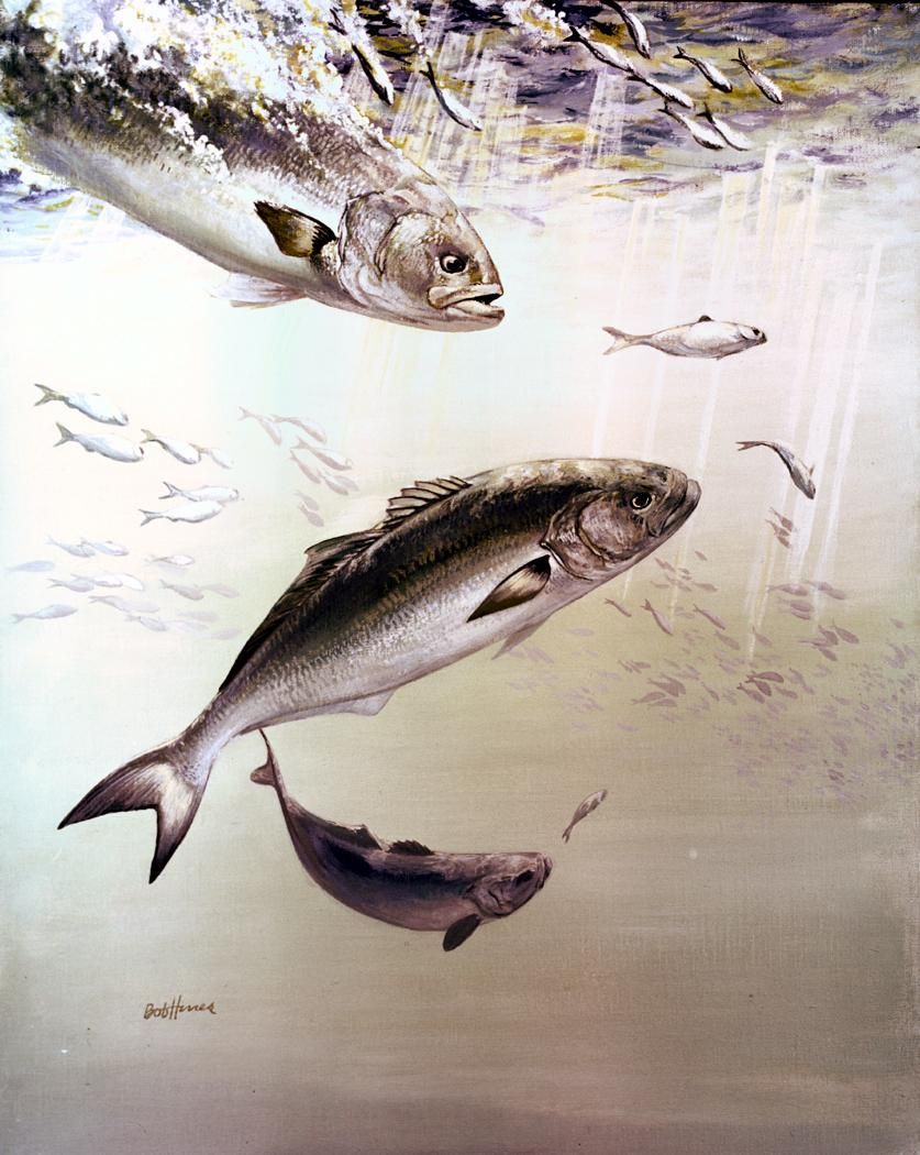 837x1050 Fileartistic Painting Of Bluefish.jpg - Blue Fish Painting