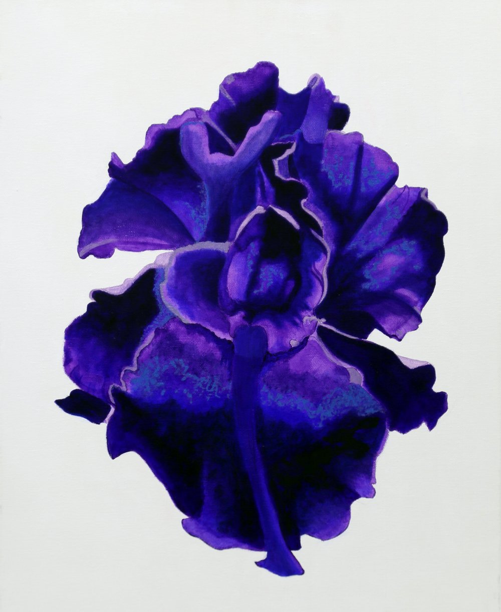 1000x1221 Bearded Iris Floral Art Print Champagne Reid - Blue Floral Painting