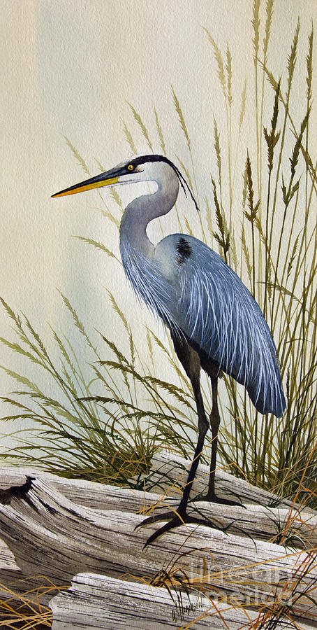 454x900 Great Blue Heron Shore Painting By James Williamson - Blue Heron Painting