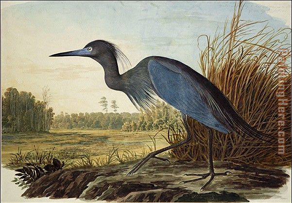 601x419 John James Audubon Little Blue Heron Painting Anysize 50% Off - Blue Heron Painting