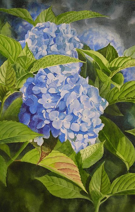 446x700 Blue Hydrangea Painting By Sharon Freeman Watercolors - Blue Hydrangea Painting