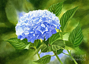 300x215 Blue Hydrangea Paintings Fine Art America - Blue Hydrangea Painting