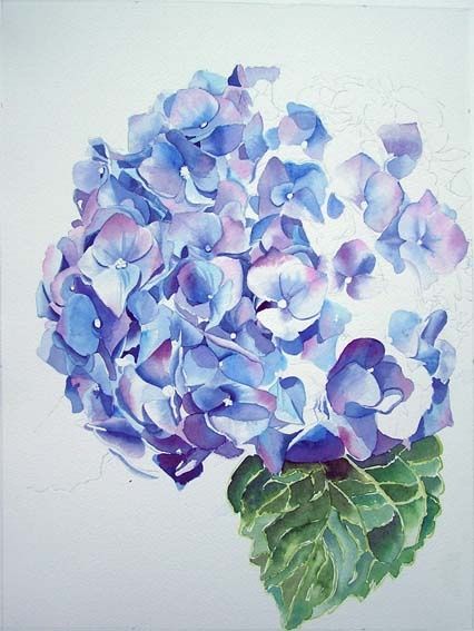 426x567 Cat In Watercolor, Kitten,cat Painting,and Blue Hydrangea Painting - Blue Hydrangea Painting