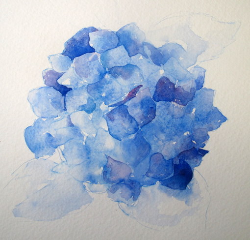 510x488 Everyday Artist Step By Step Watercolor How To Paint A Blue - Blue Hydrangea Painting