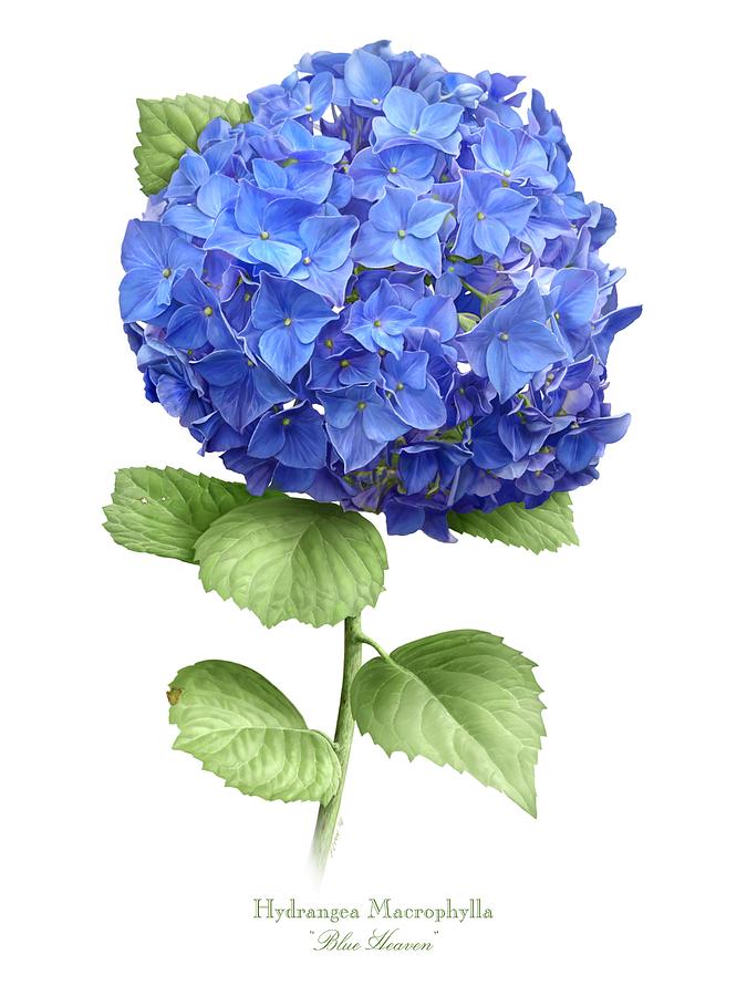 675x900 Hydrangea Blue Heaven Painting By Artellus Artworks - Blue Hydrangea Painting