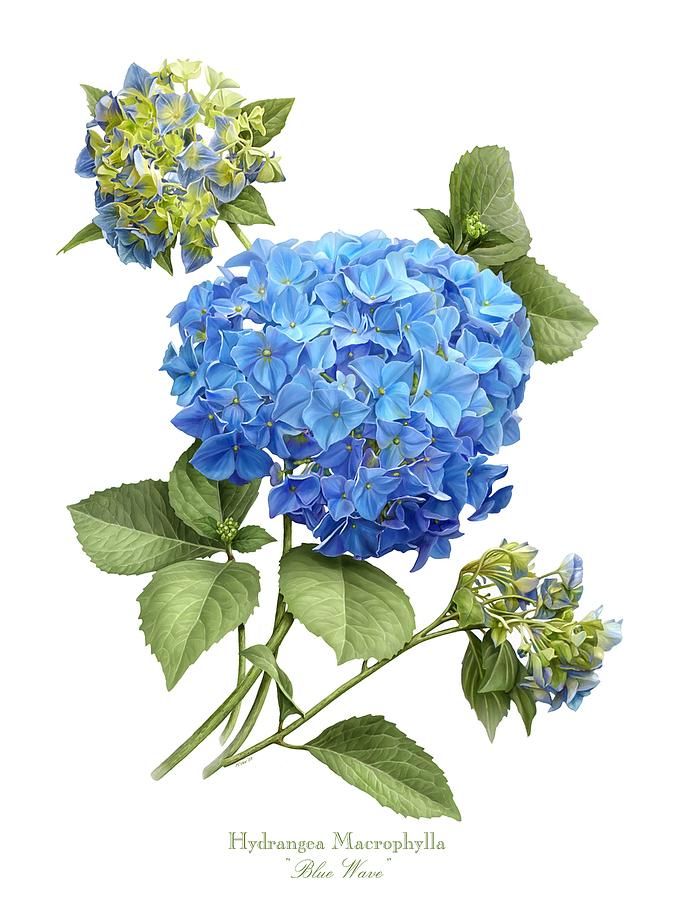 675x900 Hydrangea Blue Wave Canvas Print Canvas Art By Artellus Artworks - Blue Hydrangea Painting