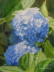 225x300 Blue Hydrangea Blossoms Painting By Sharon Freeman - Blue Hydrangea Painting