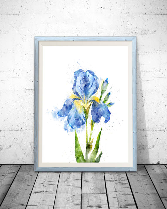 570x713 Blue Iris Print Blue Flowers Iris Painting Iris Photograph - Blue Iris Painting