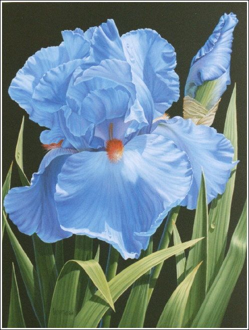 497x658 Blue Iris On Black - Blue Iris Painting