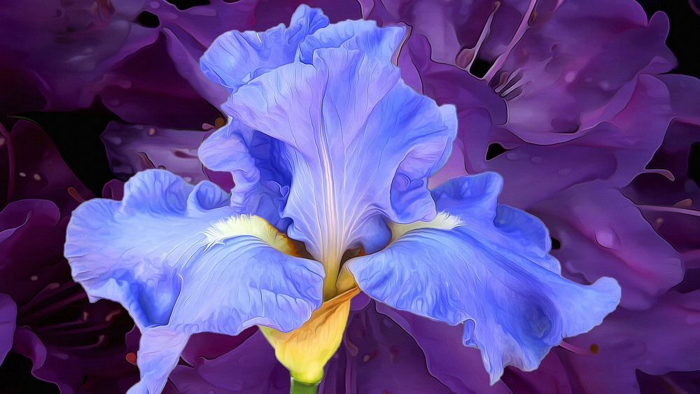1000x563 Wallpaper Blue Iris, Painting, Artwork - Blue Iris Painting