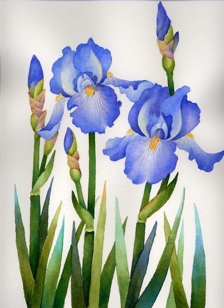 436x600 Blue Iris - Blue Iris Painting
