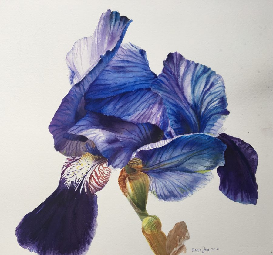900x839 Blue Iris Flower Painting Watercolor Amp Oil Paintings Of Roses - Blue Iris Painting