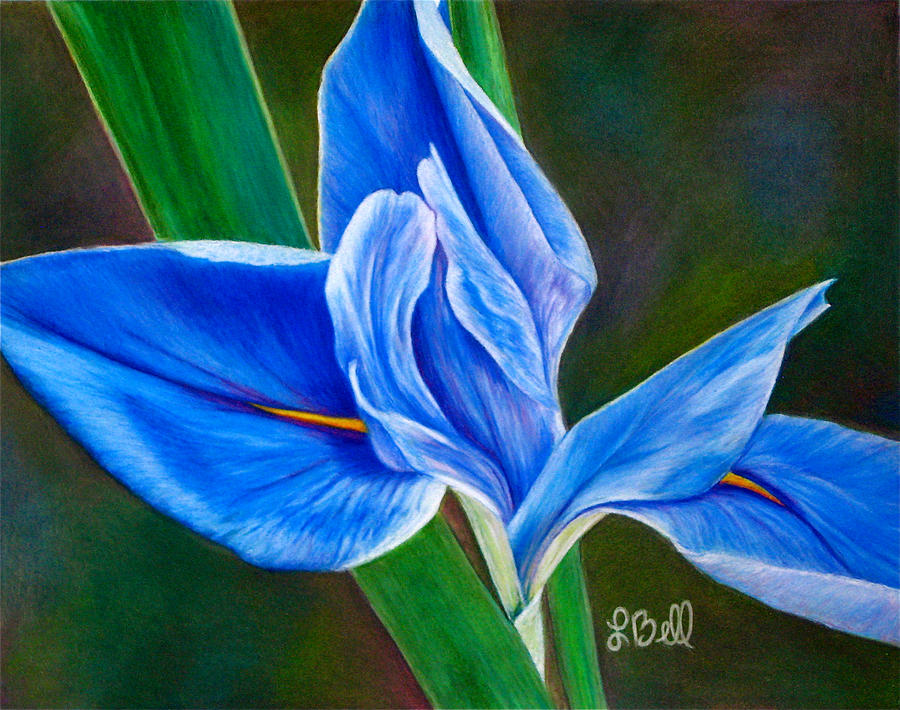 900x710 Blue Iris Painting By Laura Bell - Blue Iris Painting
