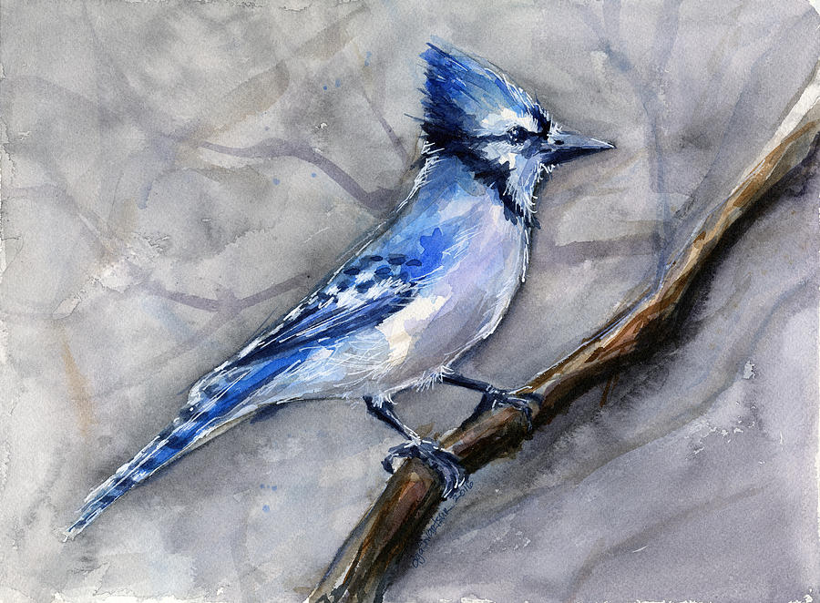 900x662 Blue Jay Watercolor Painting By Olga Shvartsur - Blue Jay Painting