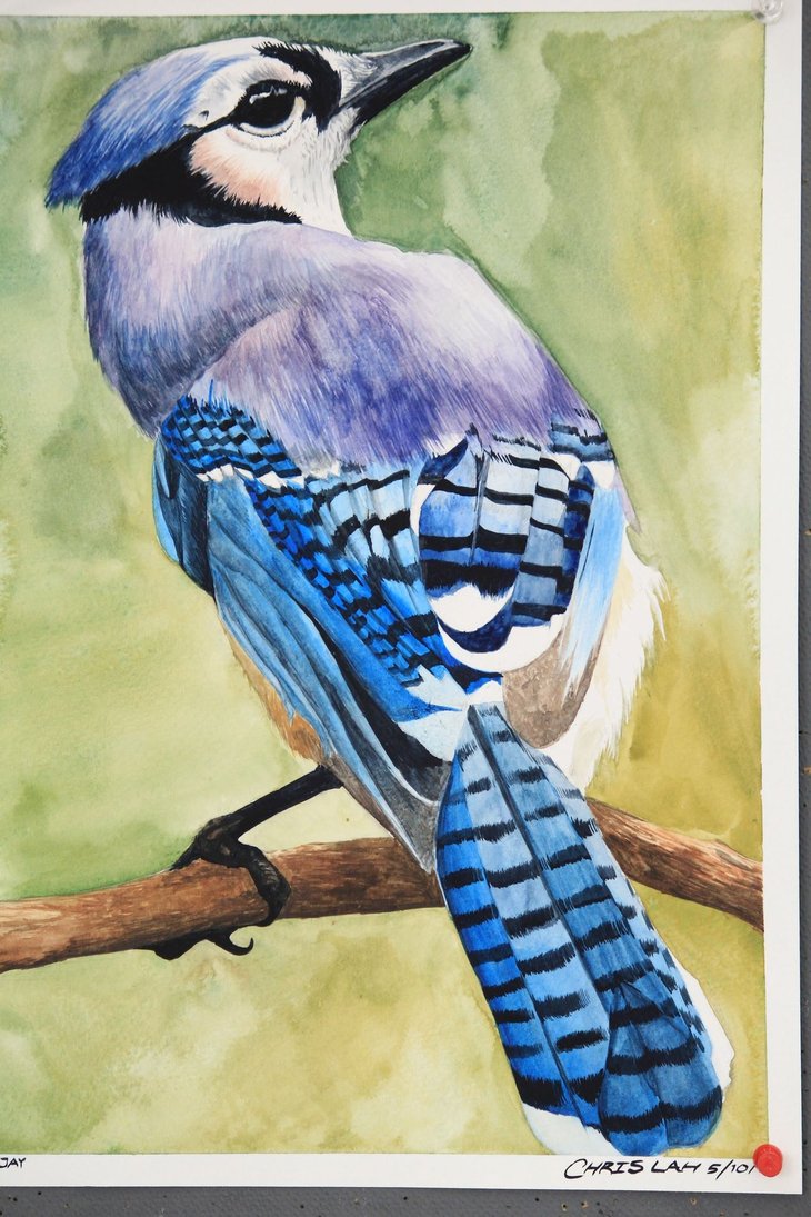 730x1095 Blue Jay Watercolor Painting By Chrislah294 - Blue Jay Painting