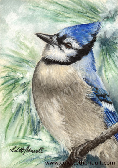 400x570 Blue Jay Bird Painting In Pastel Wildlife Art By Canadian - Blue Jay Painting