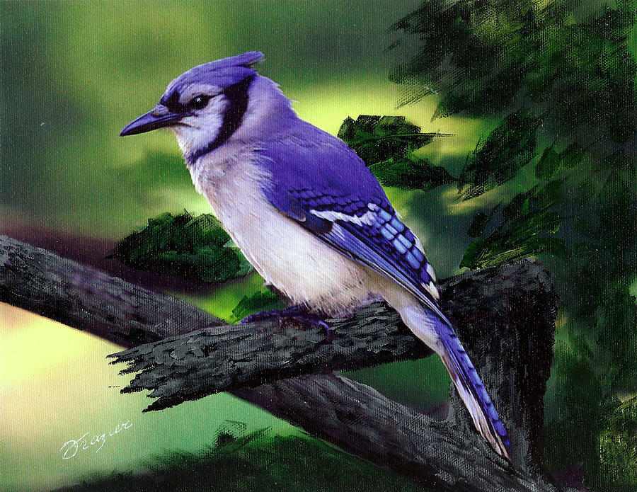 900x695 Bluejay Painting By Larry Frazier - Blue Jay Painting