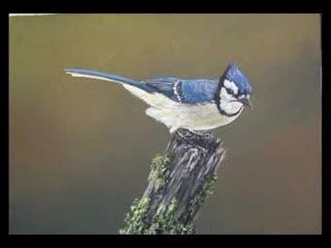 480x360 Painting A Blue Jay - Blue Jay Painting