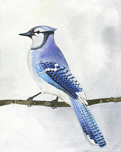 240x300 Blue Jay Painting By Clary Sage Moon - Blue Jay Painting