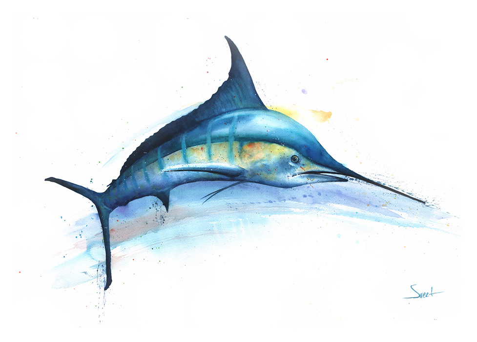 977x700 Blue Marlin Watercolor Print Watercolor Animal Paintings - Blue Marlin Painting