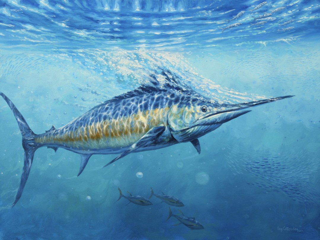 1080x810 Gulf Stream - Blue Marlin Painting