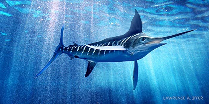 700x350 Blue Marlin Original Painting By Lawrence Dyer - Blue Marlin Painting