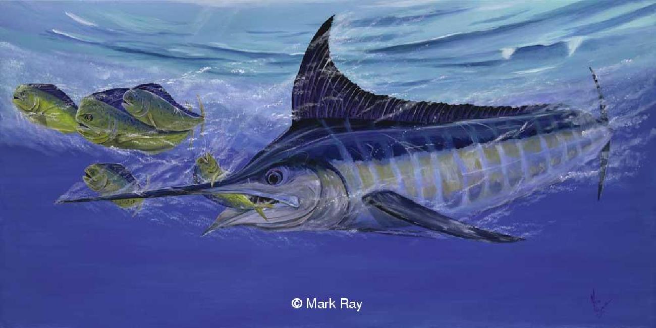1300x650 Natural Selection - Blue Marlin Painting