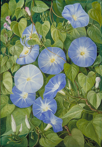 346x500 Kew Marianne North Gallery Painting 355 Morning Glory, Natal - Blue Morning Glories Painting