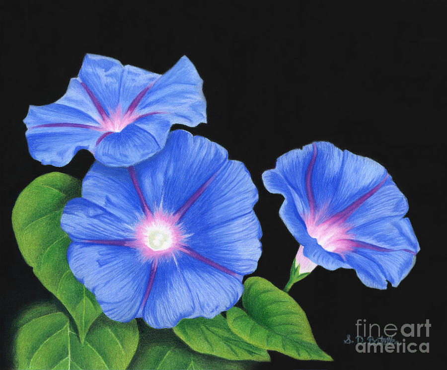 900x745 Morning Glories At Night Painting By Sarah Batalka - Blue Morning Glories Painting