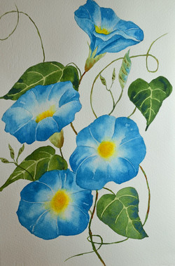 250x380 Morning Glory Paintings - Blue Morning Glories Painting