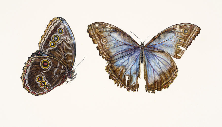 900x516 Blue Morpho Butterfly Painting By Rachel Pedder Smith - Blue Morpho Butterfly Painting