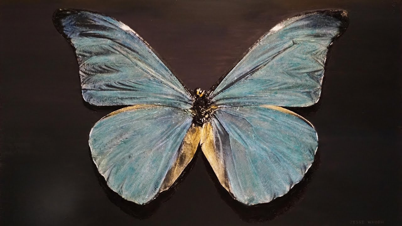 1280x720 Painting A Morpho Butterfly - Blue Morpho Butterfly Painting
