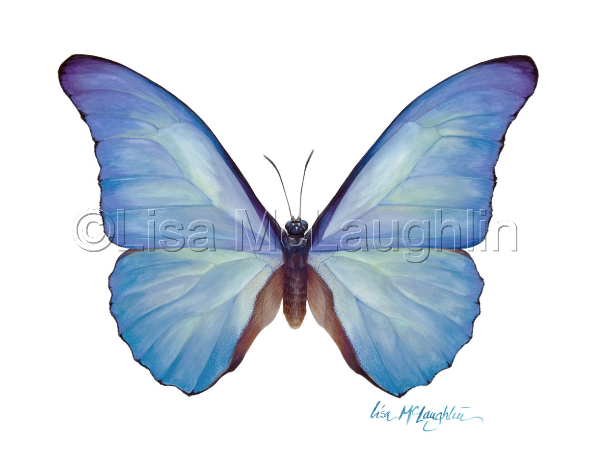 Бабочки бело голубые