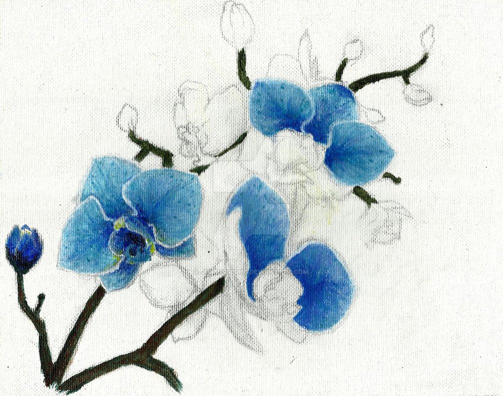 1007x793 Blue Orchid Wip By Junminseung - Blue Orchid Painting