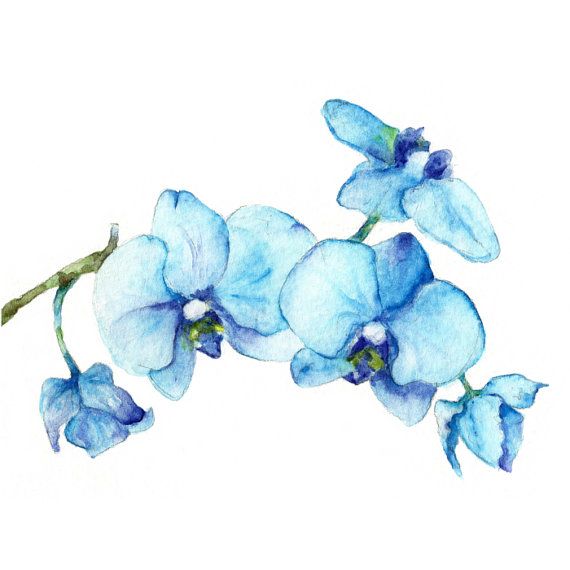 570x570 Blue Orchids One - Blue Orchid Painting