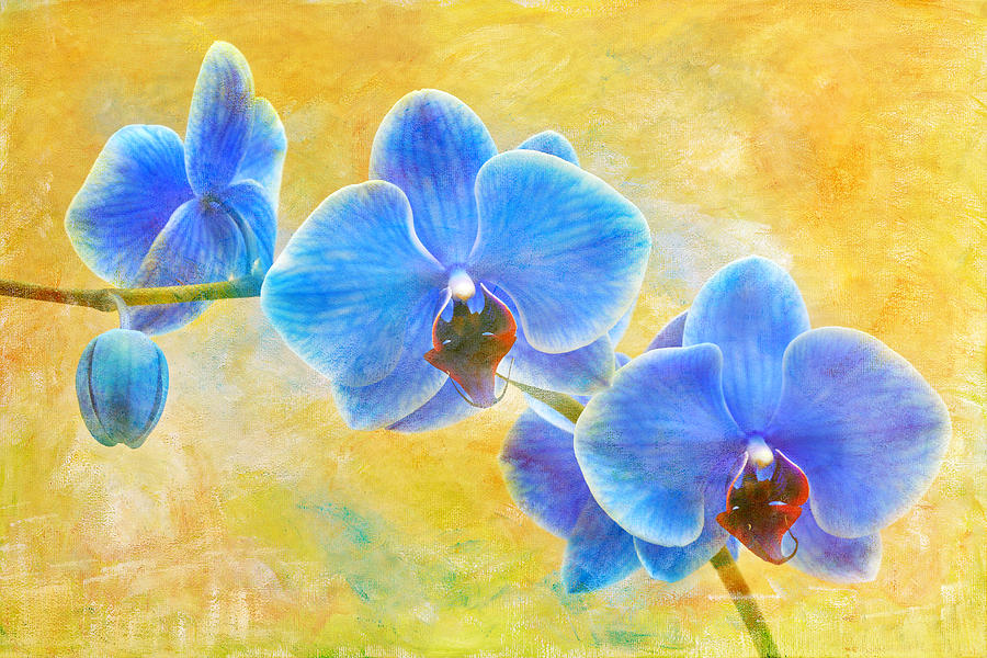 900x600 Blue Sapphire Orchid Photograph By Robert Jensen - Blue Orchid Painting