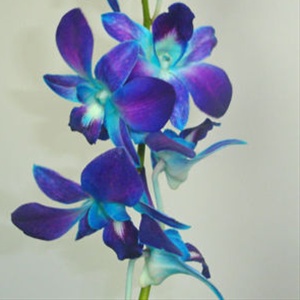 300x300 Dyed Blue Bom - Blue Orchid Painting
