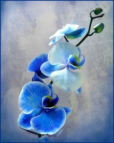 236x296 Orchid Painting In Watercolor For The Book - Blue Orchid Painting