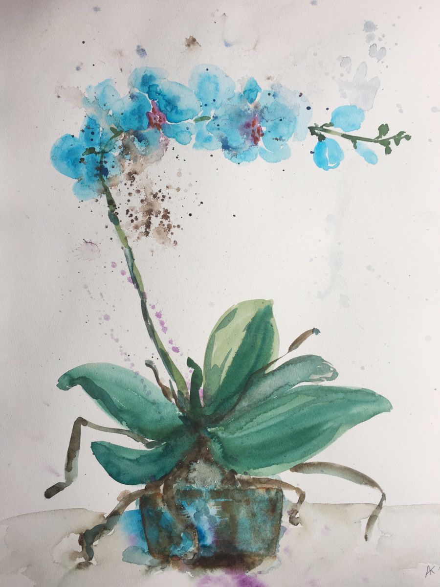 900x1200 Phalaenopsis Blue Orchid (Andrey Kryuk) - Blue Orchid Painting