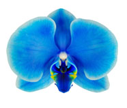 186x158 Blue Mystique The World's First Blue Orchid Grower Direct Fresh - Blue Orchid Painting