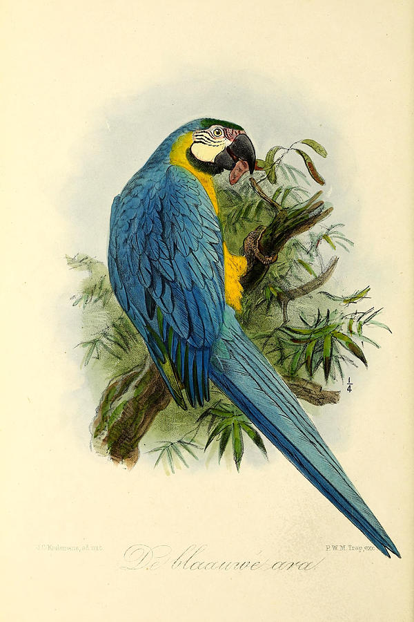 600x900 Blue Parrot Painting By Dreyer Wildlife Print Collections - Blue Parrot Painting