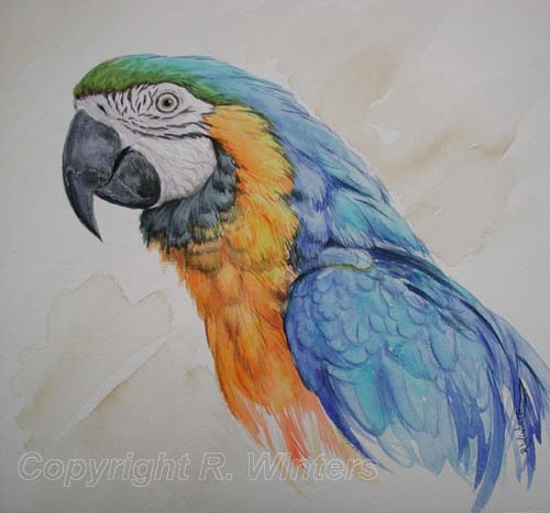 500x467 Blue And Yellow Macaw - Blue Parrot Painting